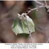 gonopteryx rhamni female2